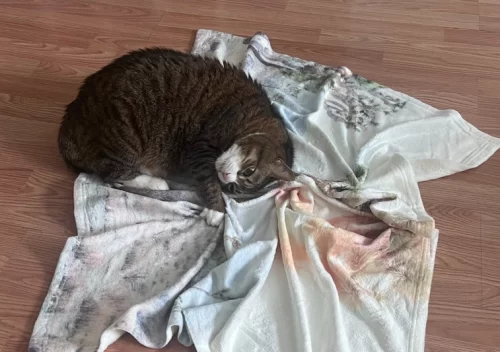 Redbubble Pet Blanket