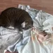 Redbubble Pet Blanket