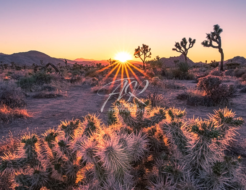 Joshua Tree Sunset Flare