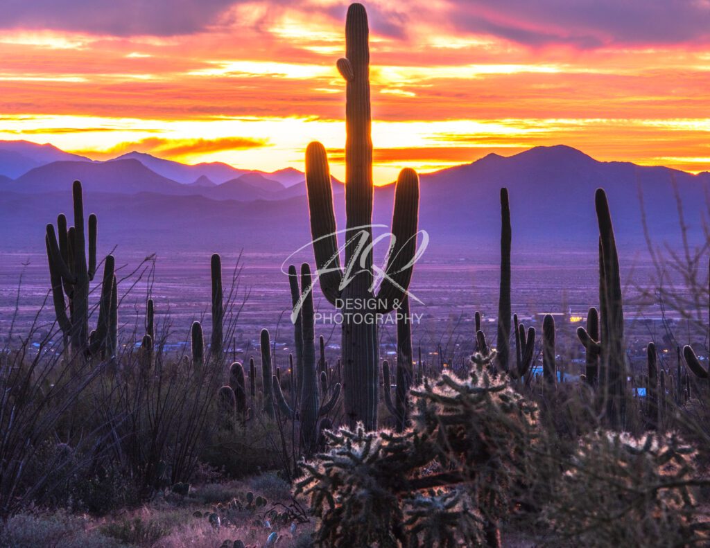 Arizona sunset desert cactus