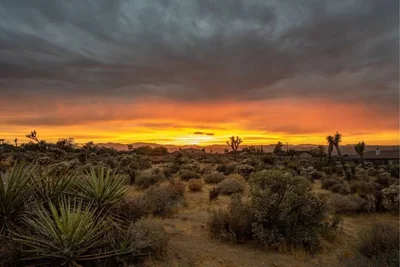 A stunning desert sunset over Joshua Tree, featuring vibrant orange and yellow hues in the sky, with silhouettes of desert vegetation and mountains in the background.