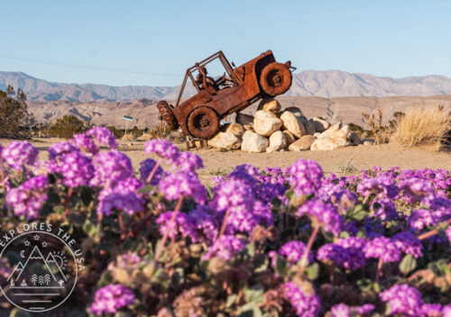 The Colorful Desert Wildflowers of Anza-Borrego
