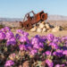 The Colorful Desert Wildflowers of Anza-Borrego