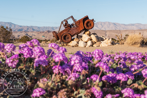The Colorful Desert Wildflowers of Anza-Borrego