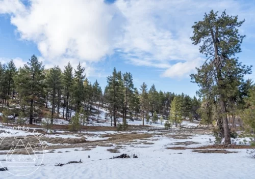 Mount Laguna