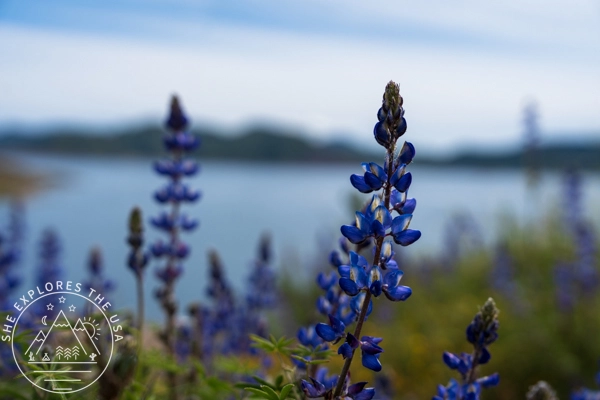 Arroyo Lupine
