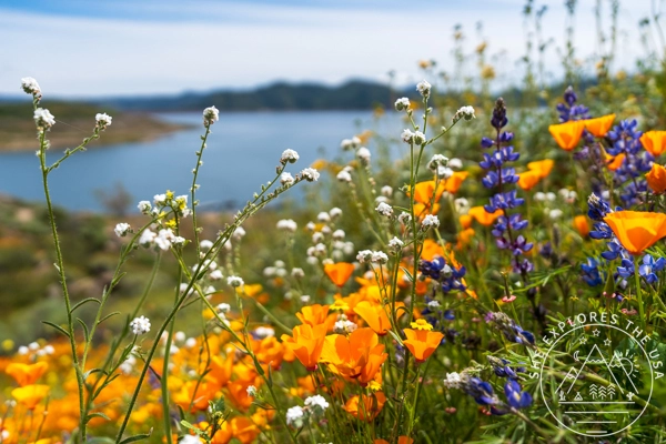 Wildflowers at Diamond Valley Lake