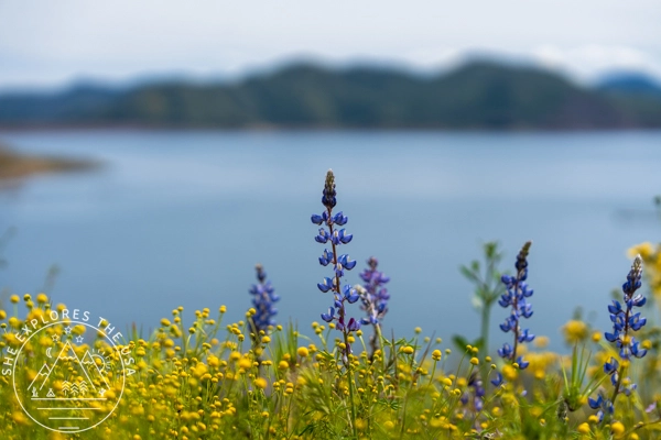 Arroyo Lupine