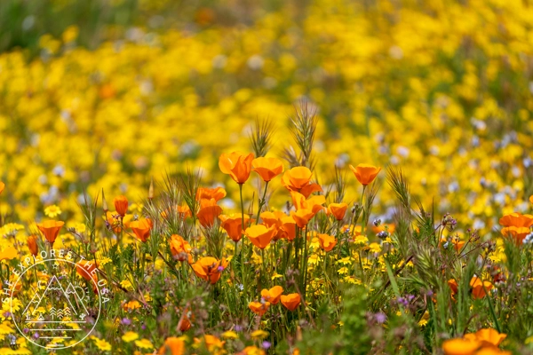 California Poppies with goldfields in the background