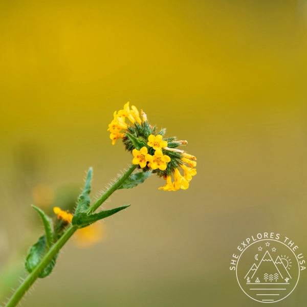 Rancher's Fiddleneck