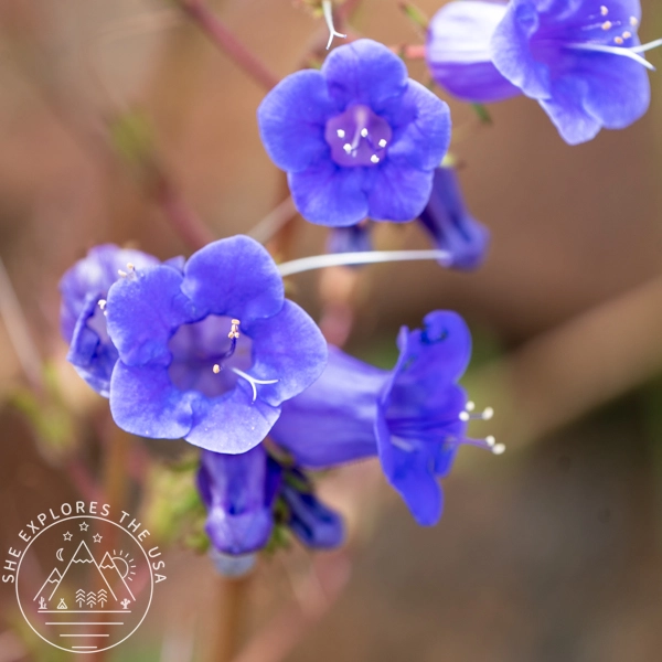 Canterbury Bells