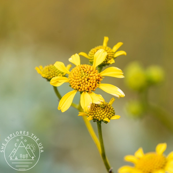 Brittlebush