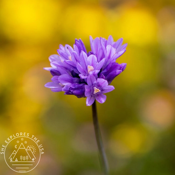 Dichelostemma capitatum (Blue Dicks)