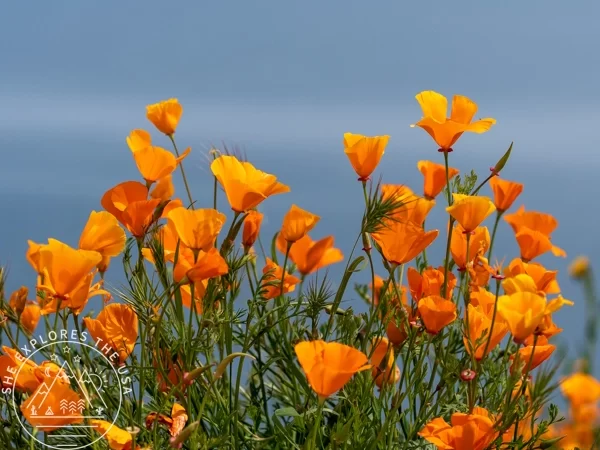 California Poppies