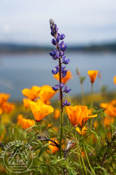 Arroyo Lupine and California Poppies