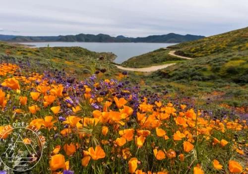 California Poppies