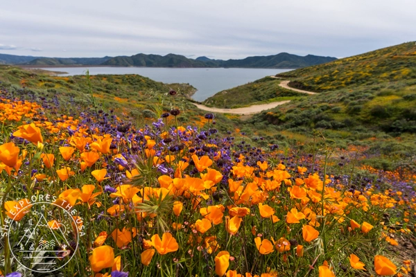 California Poppies