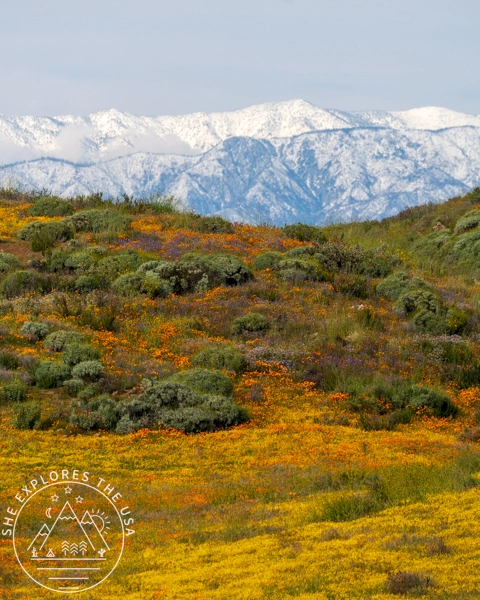 Wildflower field and snowy San Bernardino Mountains