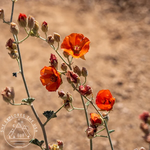 Apricot Mallow (Sphaeralcea Ambigua)
