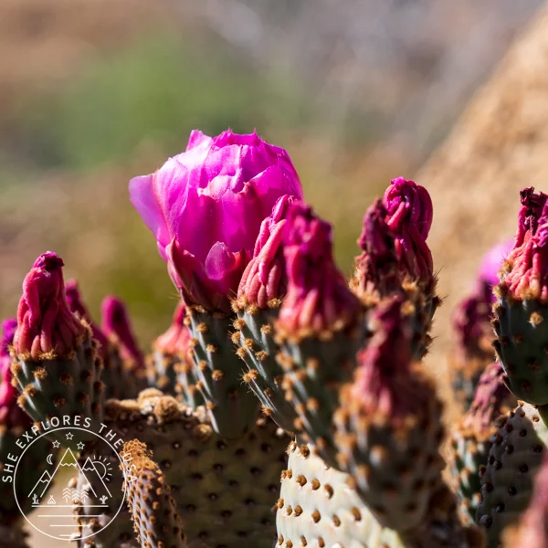 Beavertail Cactus (Opuntia Basilaris)