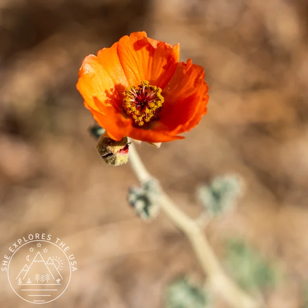 Apricot Mallow (Sphaeralcea Ambigua)