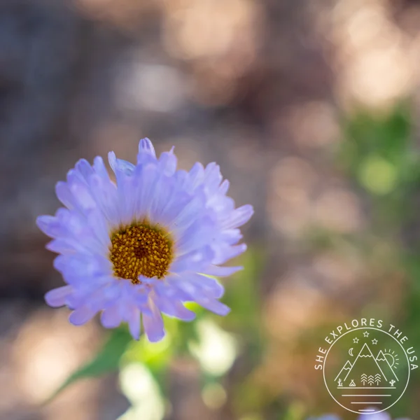 Mojave Aster (Xylorhiza Tortifolia)