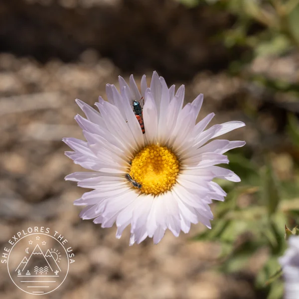 Mojave Aster (Xylorhiza Tortifolia)