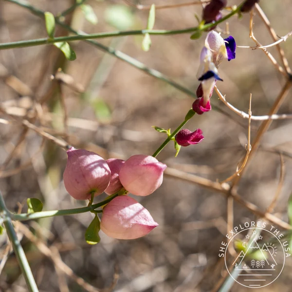Paper-Bag Bush (Scutellaria Mexicana)