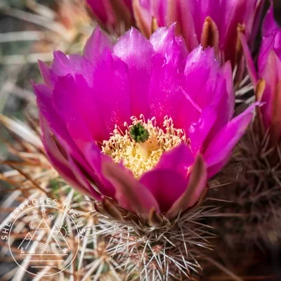 Hedgehog Cactus
