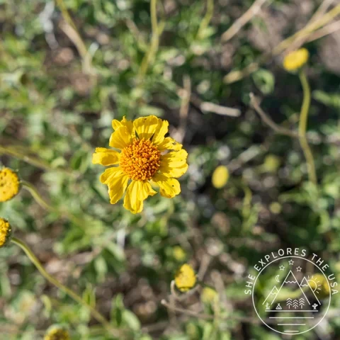 Brittlebush (Encelia Farinosa)