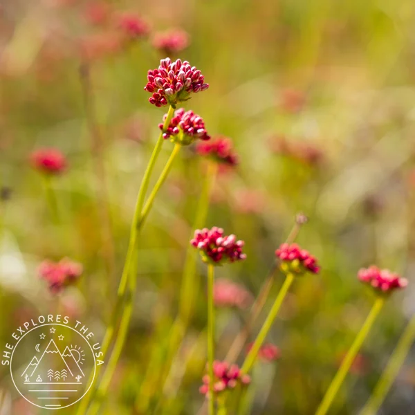 colorful wildflowers in Joshua Tree