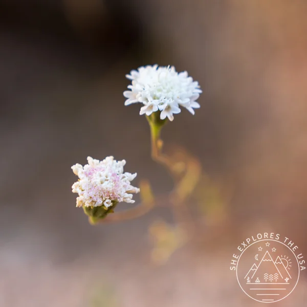Mule-Fat (Baccharis Salicifolia)