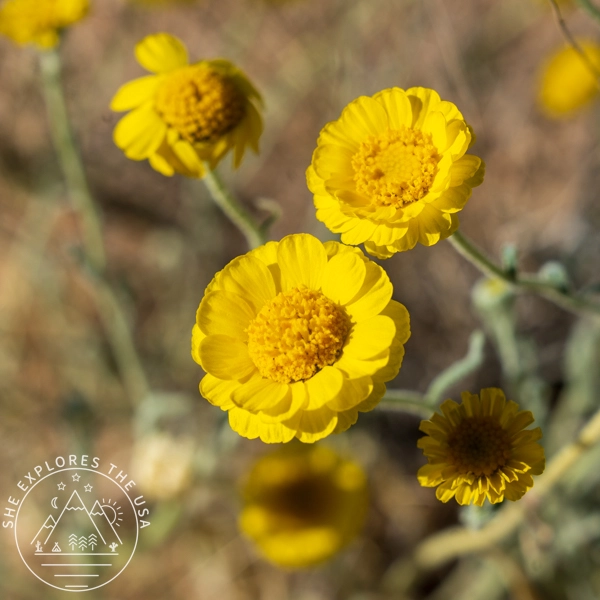Woolly Marigold (Baileya Pleniradiata)