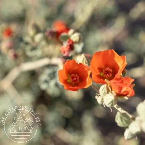 Apricot Mallow (Sphaeralcea Ambigua)