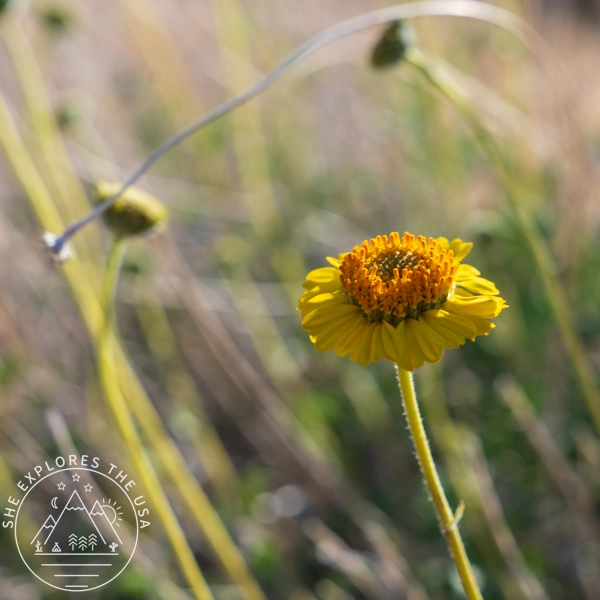 Acton's Brittlebush (Encelia Actoni)