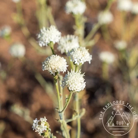 Esteve's Pincushion (Chaenactis Stevioides)