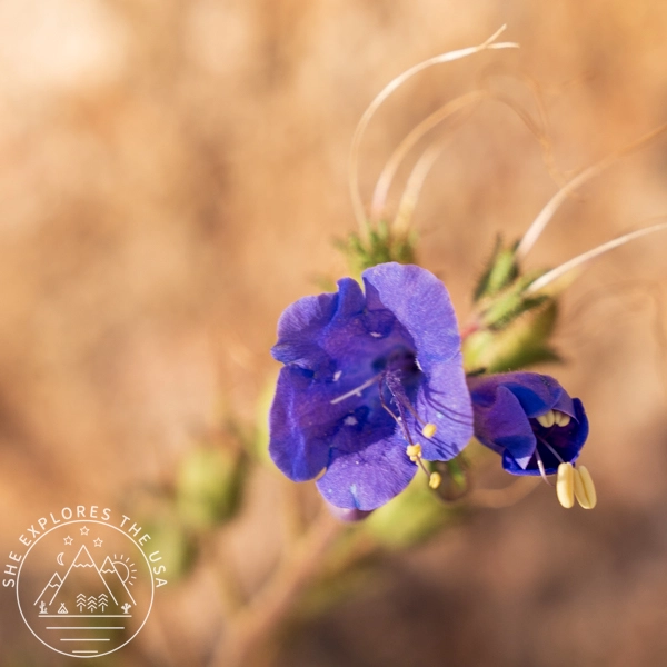 Canterbury Bells (Phacelia Campanularia)