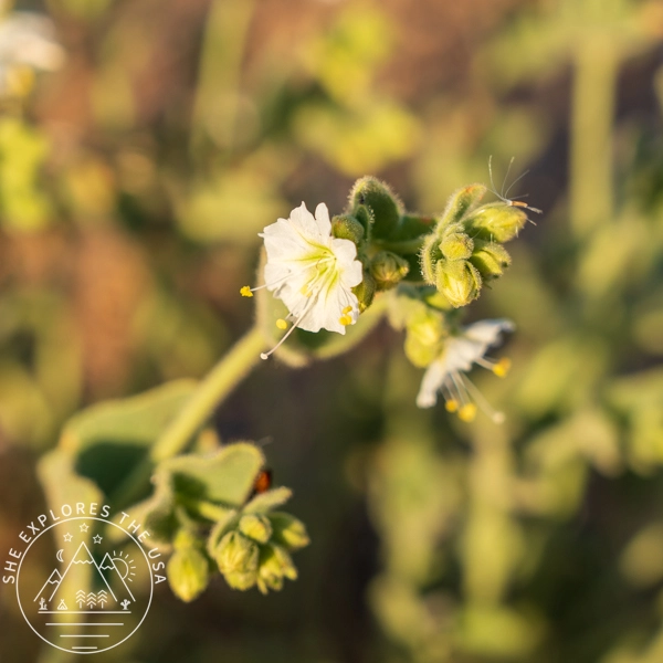 Heermann's Buckwheat (Eriogonum Heermannii)
