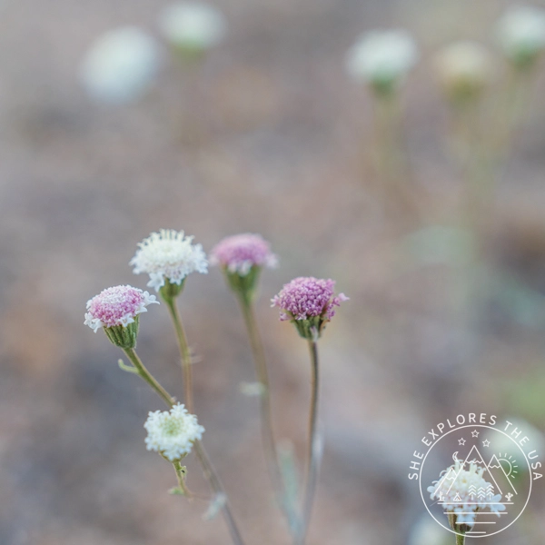 Desert Pincushions