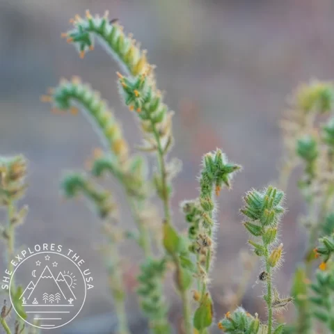 Desert Fiddleneck (Amsinckia tessellata)