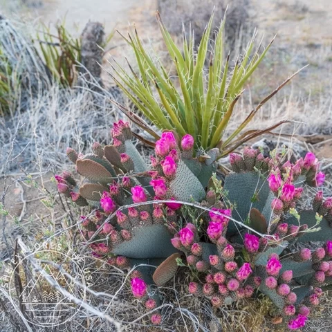 Beavertail Cactus (Opuntia Basilaris)