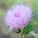 Colorful wildflowers in Joshua Tree