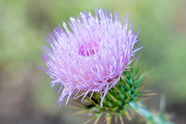 Colorful wildflowers in Joshua Tree