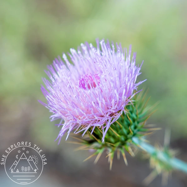 New Mexico Thistle (Cirsium neomexicanum)