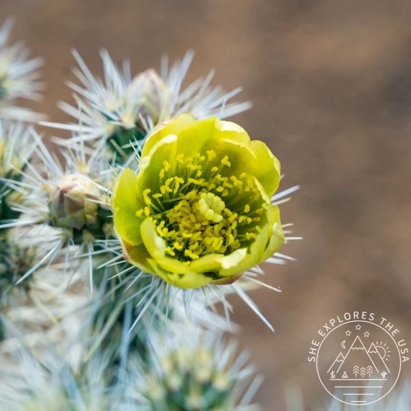 Silver Cholla (Cylindropuntia echinocarpa)