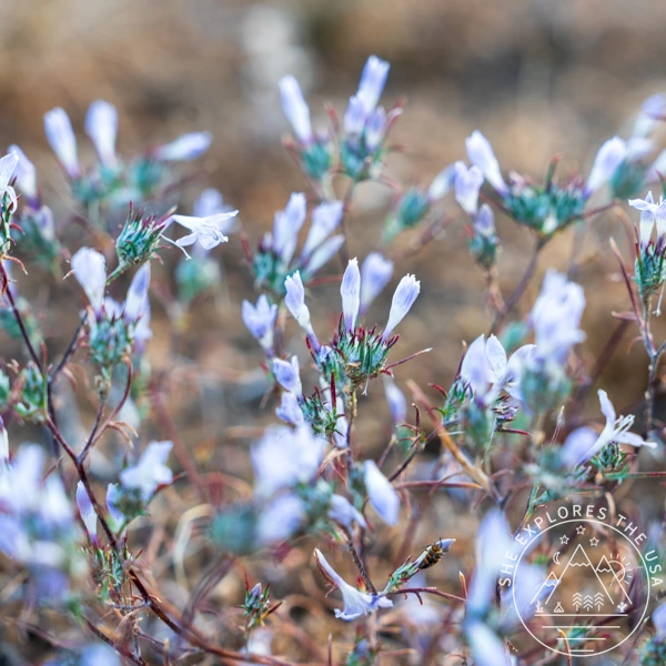 white flowers