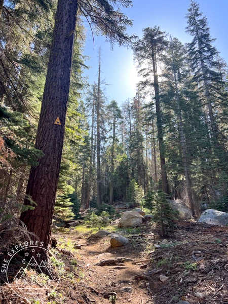 Wolverton Trail in Sequoia National Park