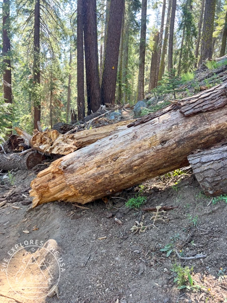 Downed trees in Sequoia National Park