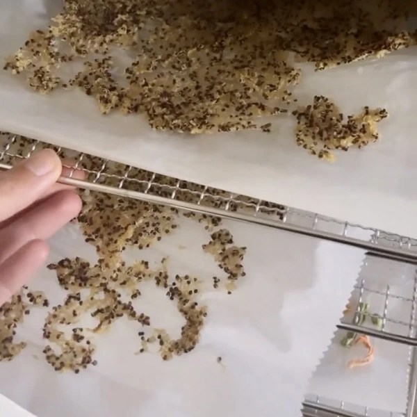dehydrated quinoa