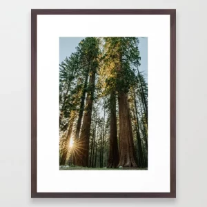 Sequoia Sunset Framed Art Print